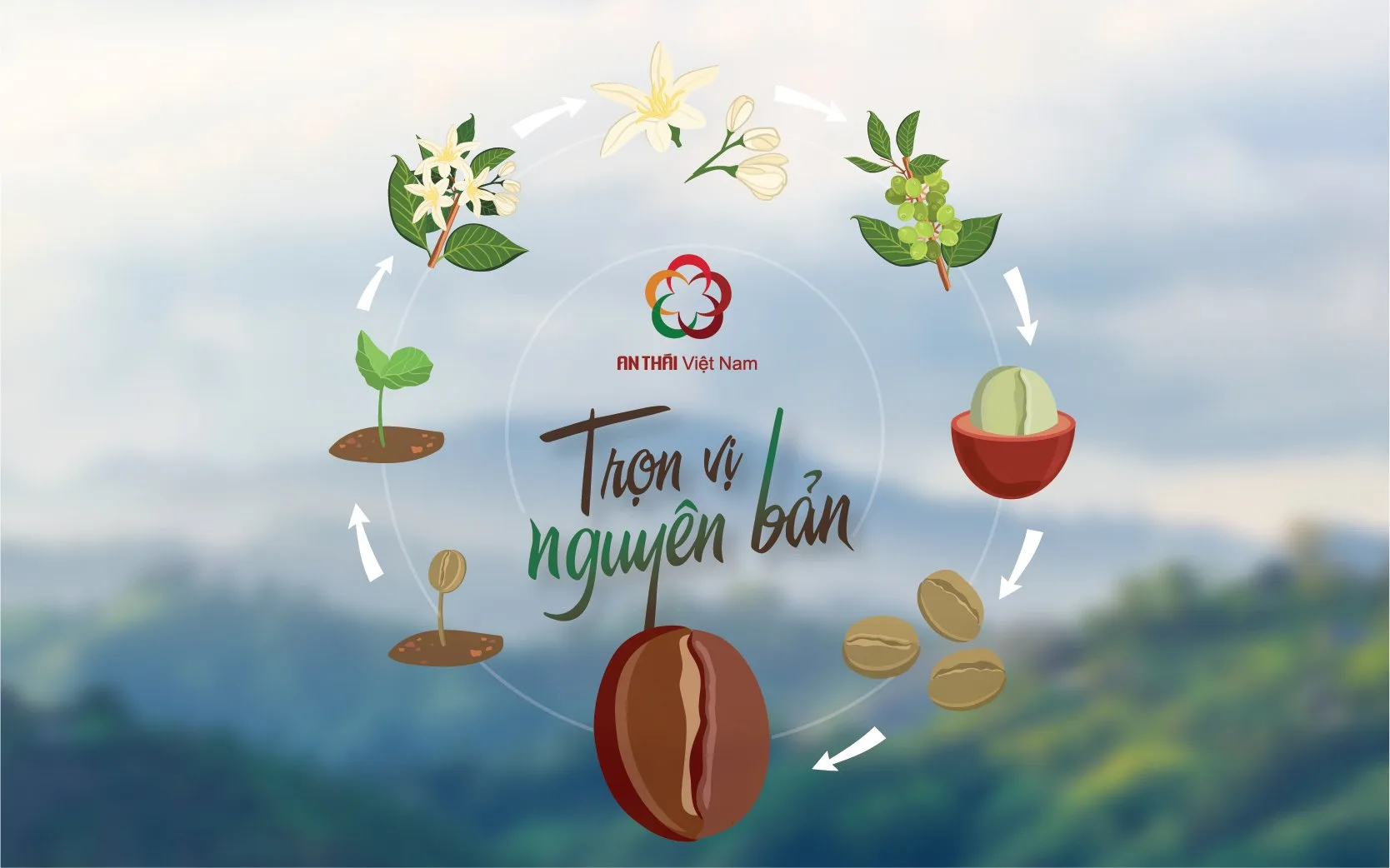An Thái cafe chuyên cung cấp cà phê – Trọn vị nguyên bản
