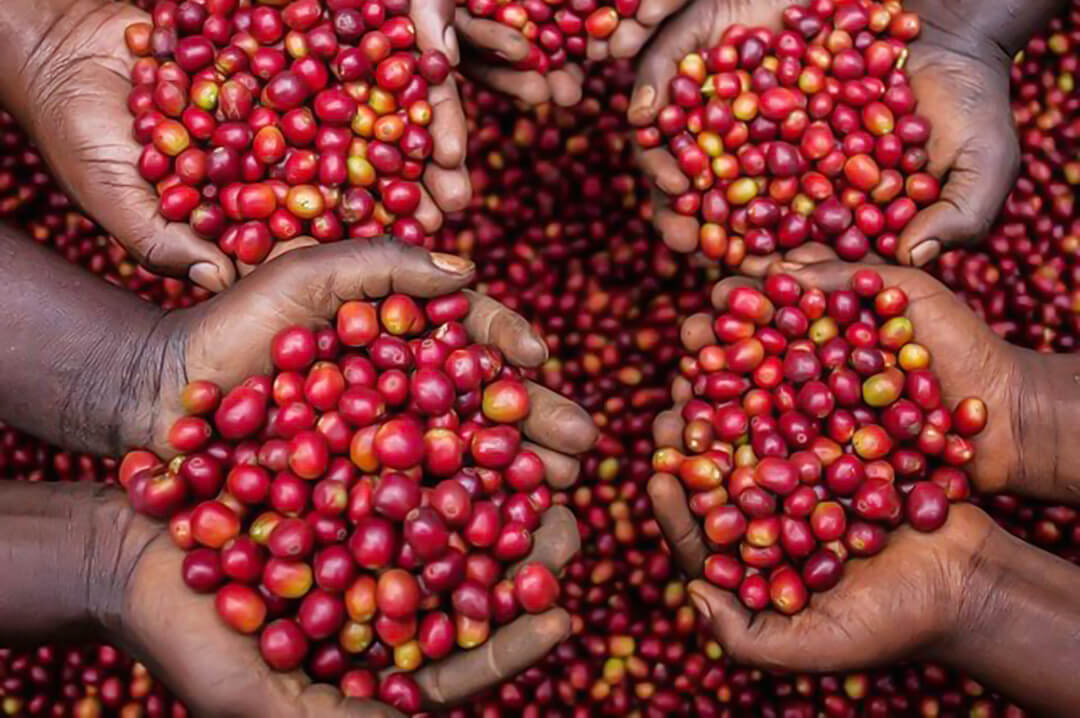 Cà phê Robusta Việt Nam được công nhận Kỷ lục thế giới